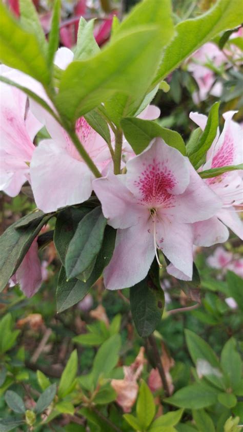 杜鵑花有毒|杜鵑花學名